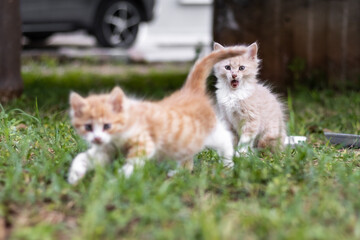 Naklejka na ściany i meble Very cute cream-colored kitten playing with her brother on a garden of a house