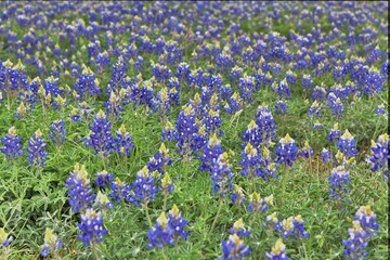 Bluebonnets in the Texas Hill Country
