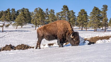 Wild Buffalo in the Colorado Mountains