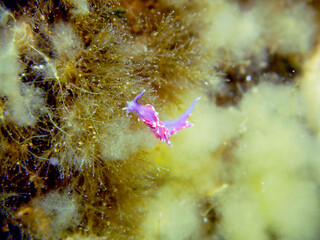Scuba Diving Malta Gozo Comino