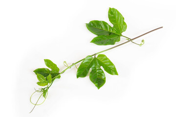 Branch of Green passion fruit leaves isolated on white background