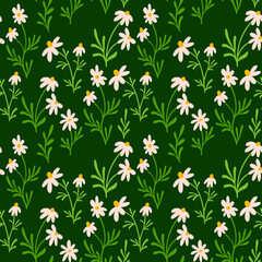 Chamomile and daisy seamless pattern. Wildflower print design with hand drawn flowers on dark background. Simple field floral pattern for packaging, fabric design. Blossom herbs ornament.
