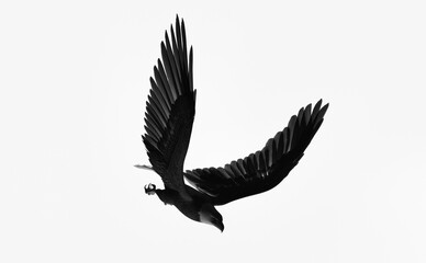 降下する鷲のシルエット（3Ｄイラストレーション）