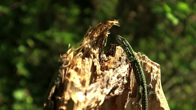 Lizard Sunbathing In Sunny Spring Day