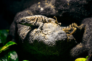 Leiocephalus carinatus - lizard iguana in a terrarium.