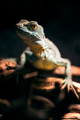 Basiliscus - basilisk lizard in detail.