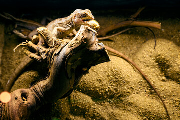 Basiliscus - basilisk lizard in detail.