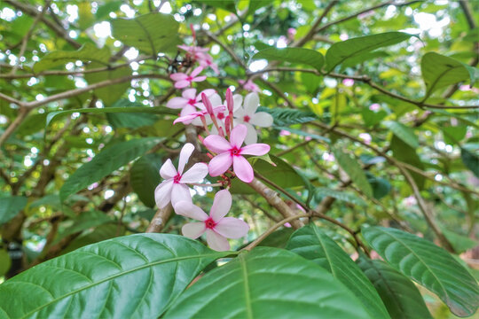 Blooming tropical tree kopsia fruticosa. On the branches there are pink flowers with a bright crimson center. Smooth elliptical leaves. Sri Lanka