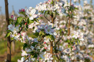 Spring blossom, branch of a blossoming apple tree in orchard