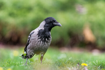 Hooded crow (Corvus cornix)  in a city park in the spring.