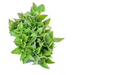 Lemon balm leaves, lemon balm, isolated on a white background, clipping path.selective focus.