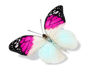Fototapeta na wymiar Color butterfly , isolated on the white