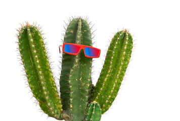 Cactus wearing pink sunglasses on white background, Cactus lovely concept. Isolated cactus on white...