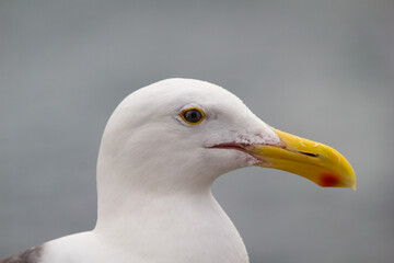 Detail of seagull head  looking to the side
