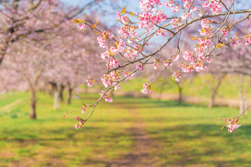 坂戸北浅羽桜堤公園の桜並木