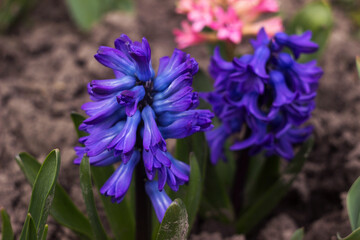 A beautiful blue hyacinth growing in the garden (Hyacinthus). Spring flowers