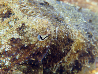 Scuba Diving Malta Gozo Comino