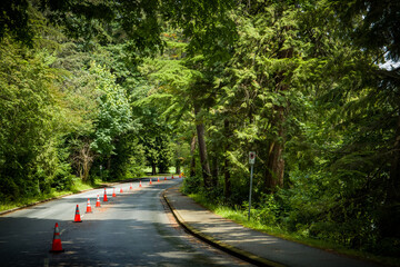 Fototapeta premium road in the woods