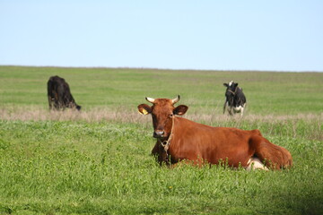 cows grazing in a field