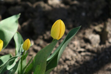 yellow tulips in the garden