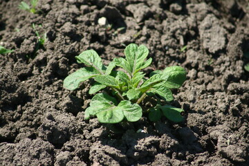 plant in soil