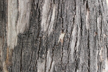 Corteza árbol