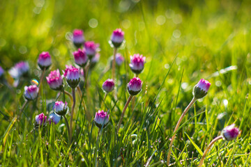 daisy flowers in morning dew with natural bokeh, soft focus