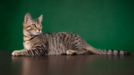 Gato atigrado acostado sobre mesa con fondo verde