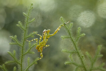 Cerobroter gemmatus on unique plants