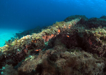 Scuba Diving Malta Gozo Comino