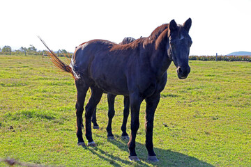 Beautiful dark brown horse in field of green grass in the countryside Queensland Australia