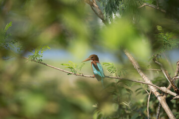 Kingfishers or Alcedinidae are a family of small to medium-sized, brightly colored birds in the order Coraciiformes. They have a cosmopolitan distribution,