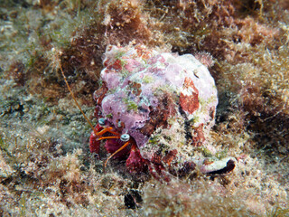 Scuba Diving Malta Gozo Comino