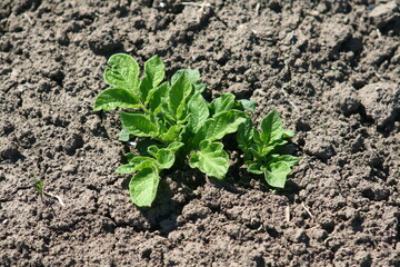 plants growing in the garden