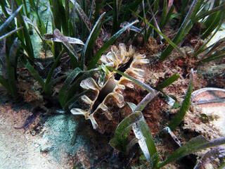 Scuba Diving Malta Gozo Comino