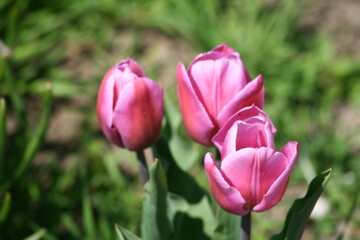 pink tulips in the garden