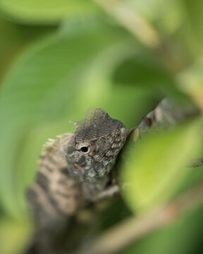 Beautiful garden lizard close up image.Calotes is a genus of lizards in the draconine clade of the family Agamidae