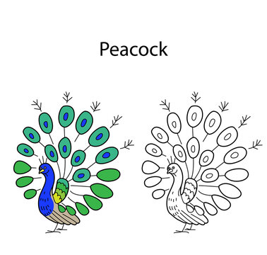 Funny cute bird peacock isolated on white background. Linear, contour, black and white and colored version. Illustration can be used for coloring book and pictures for children