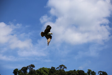 Eagle fly free in the hot sunny day. 