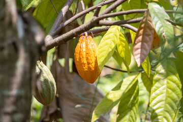 A very large yellow ripe cocoa in a Thai plantation But big ones, many seeds inside, green leaves...