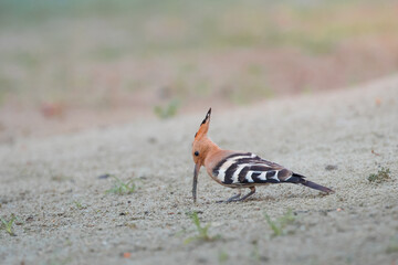 The Eurasian hoopoe in sand searching for food. They are the most widespread species of the genus Upupa, native to Europe, Asia and the northern half of Africa. 
