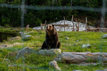 brown bear in zoo