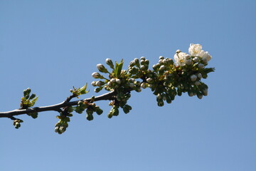 flowers and sky