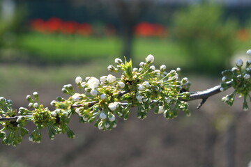 blooming tree in spring