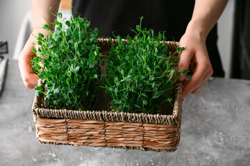 Woman with fresh micro green in box