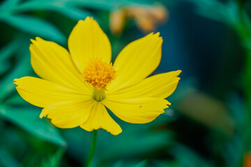 Obraz premium yellow flower