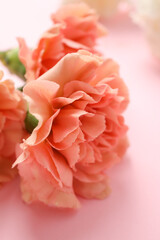Fresh carnation flower on color background, closeup