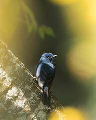 The Nilgiri flycatcher (Eumyias albicaudatus) is an Old World flycatcher with a very restricted range in the hills of southern India. It was formerly referred to as the Nilgiri verditer flycatcher.