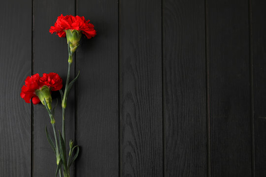 Fresh carnation flowers on dark wooden background