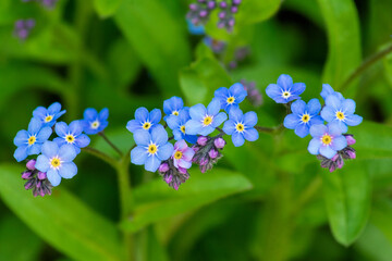 blue forget-me-not